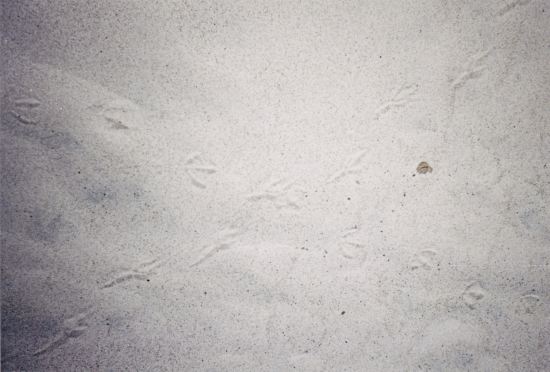 bird tracks!