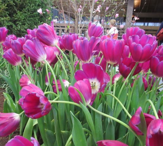 purple tulip horde!