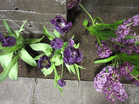 purple tulips!