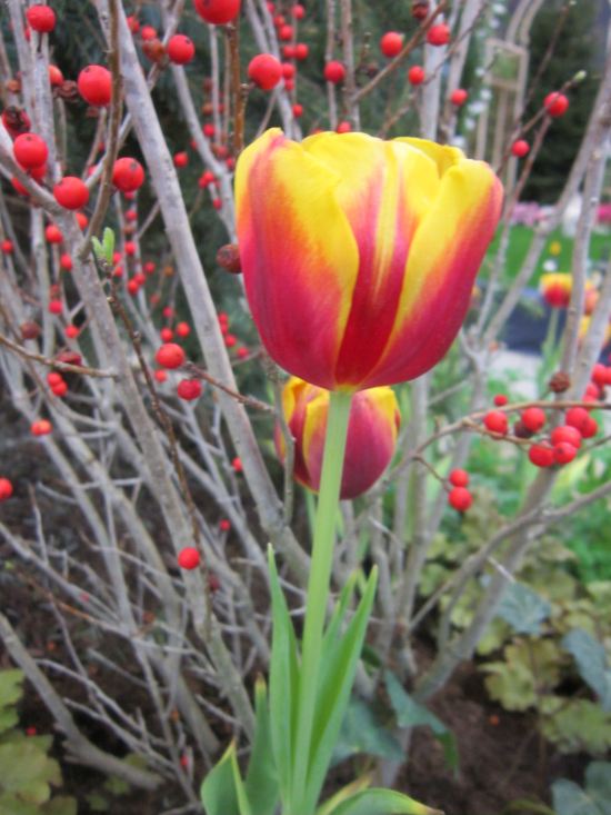 red+yellow tulip!