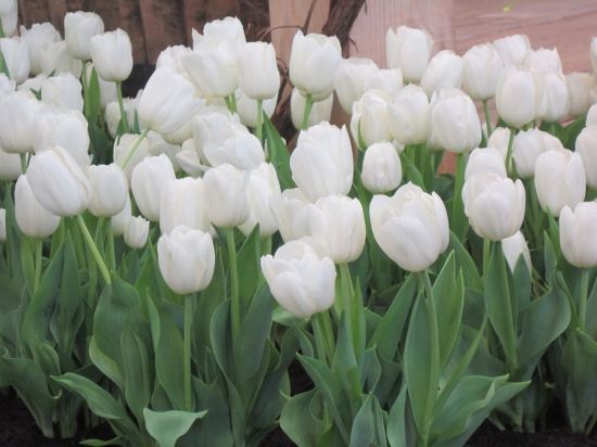 white tulips!