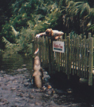 Feeding Alligators!