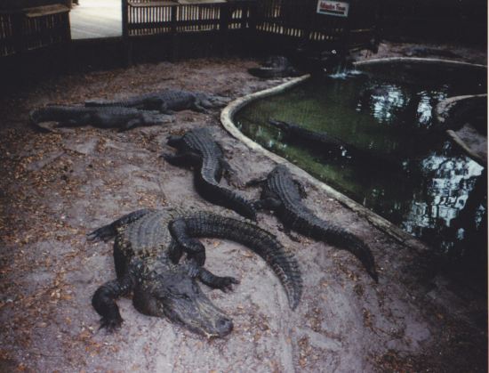 Alligators!