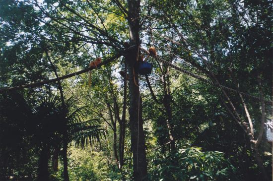 Tree Monkeys!