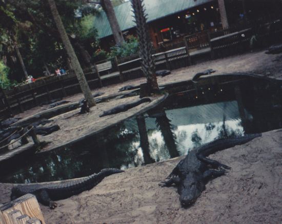 Bat Alligators!