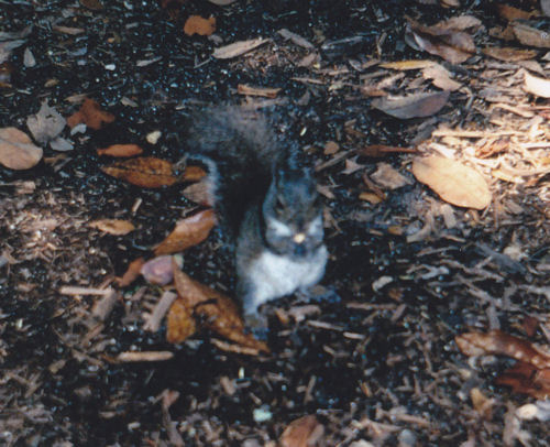 Blurry Squirrel!