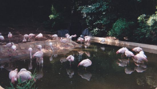 Flamingos!