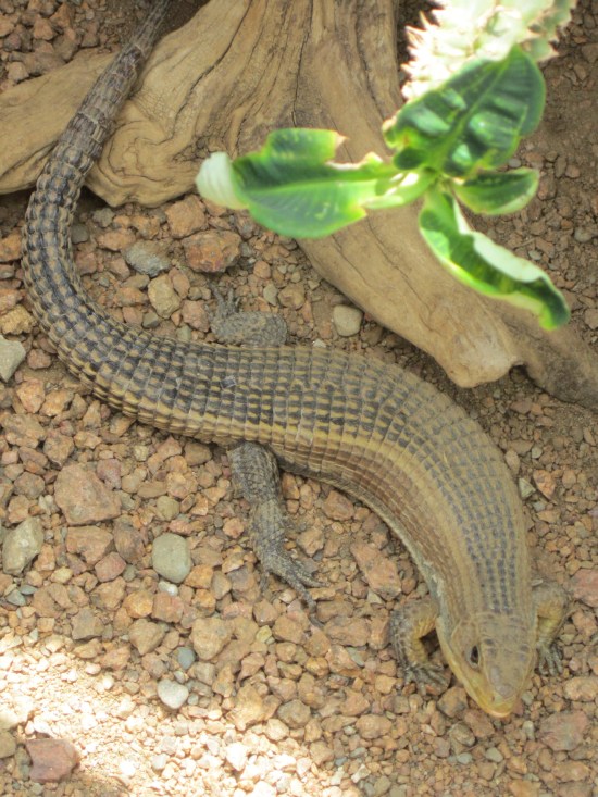 African plated lizard!