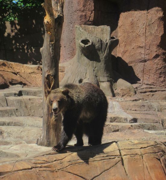 Bear + Stump!