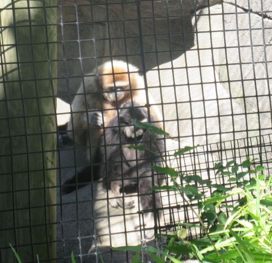 white-handed gibbons!