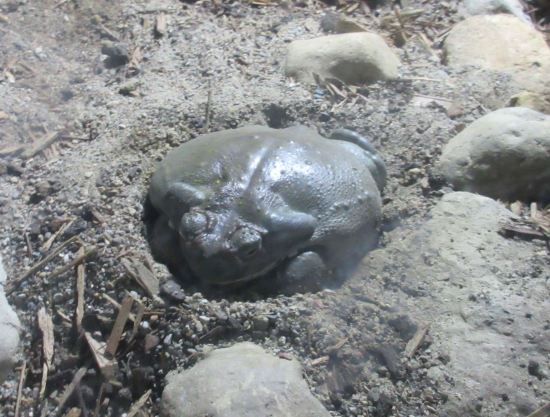 Colorado River frog!