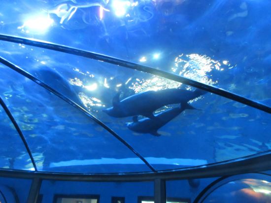 Dolphin Dome Couple!