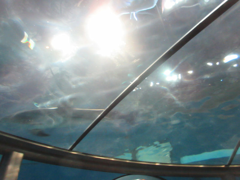 Dolphin Dome Fleeting!