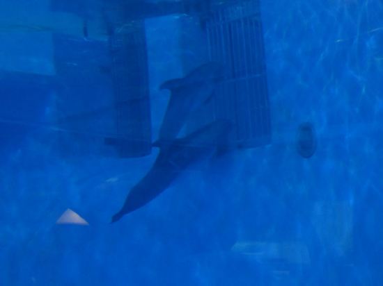 Dolphin Vent Peeking!