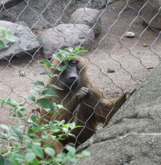 Baboon Jailbird!