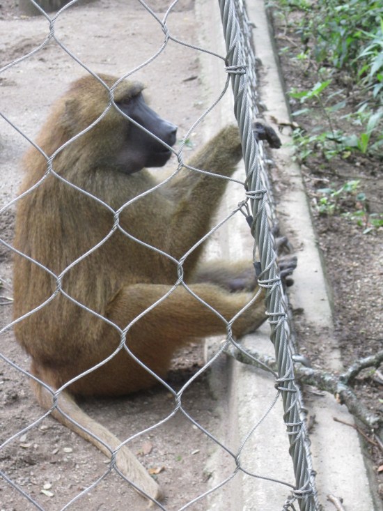Baboon on the Ropes!