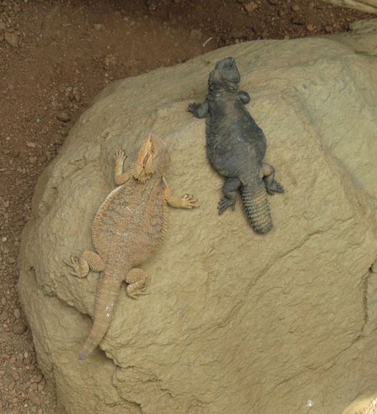 Lizard Duo!