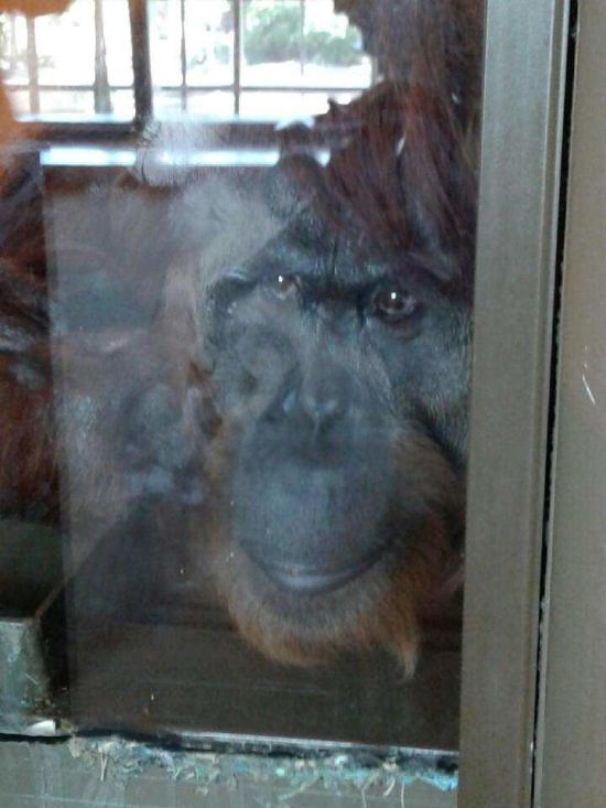 Orangutan!