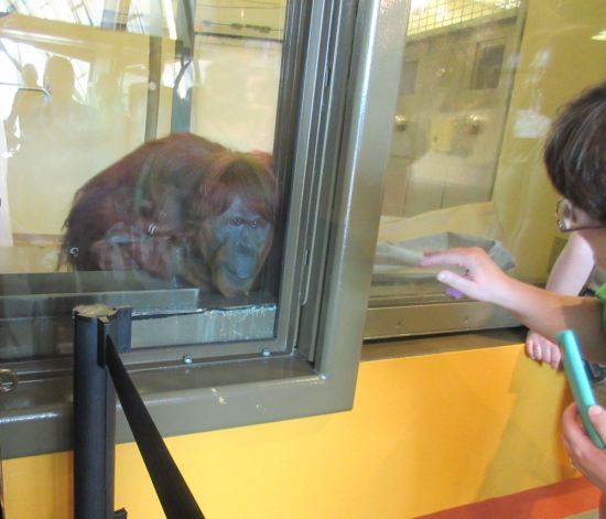 Orangutan Meet + Greet!
