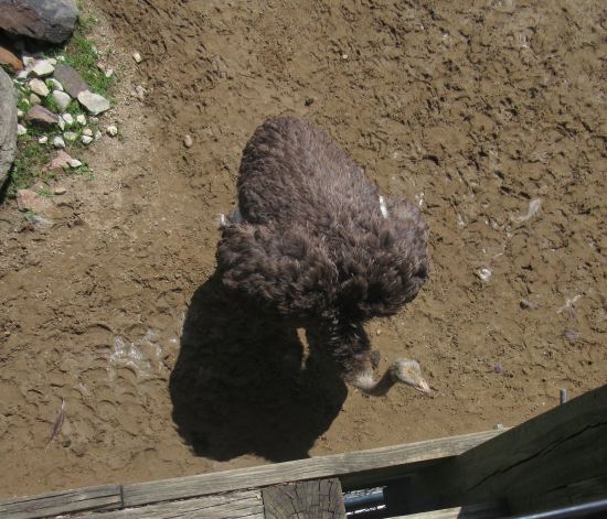 Ostrich!