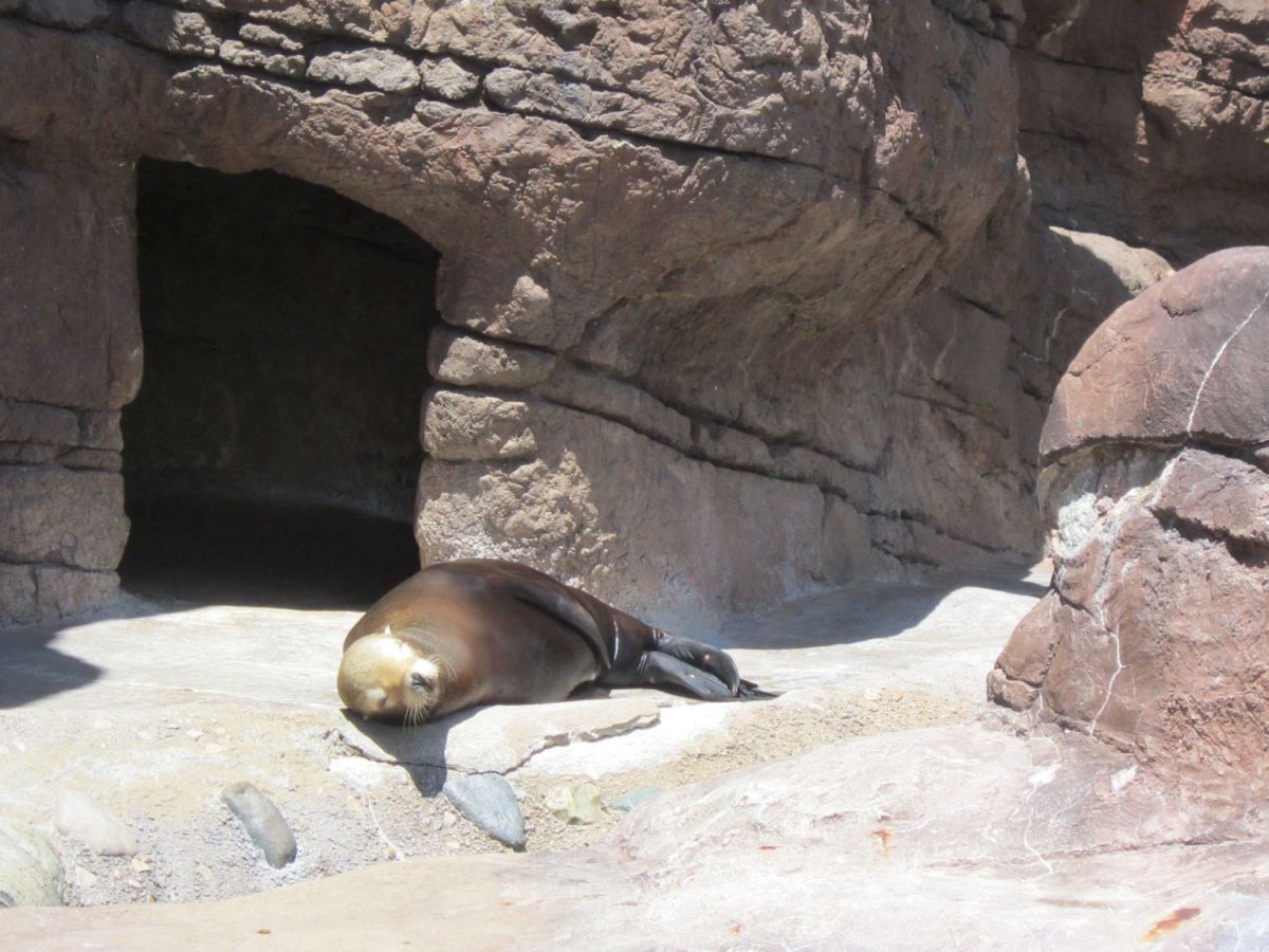 Sea Lion in Repose!