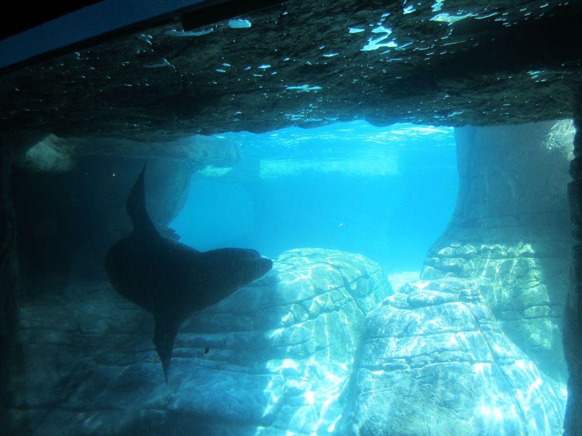 Sea Lion Underwater!