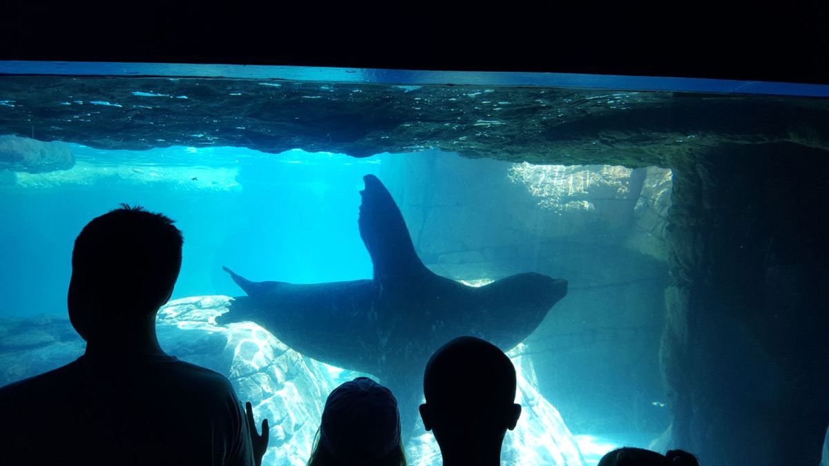 Sea Lion Waving!