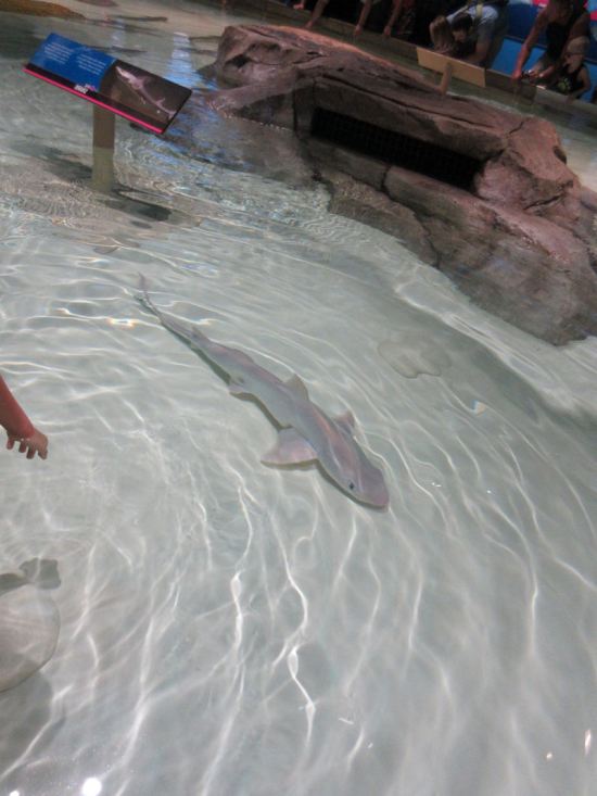 Shark Petting!