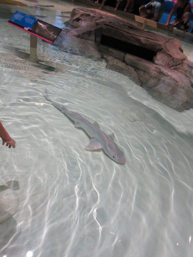 Shark Petting!