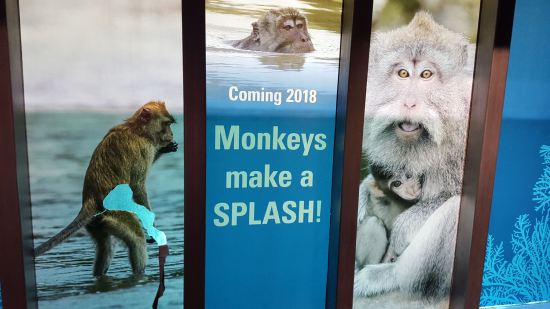 Splash Monkeys!