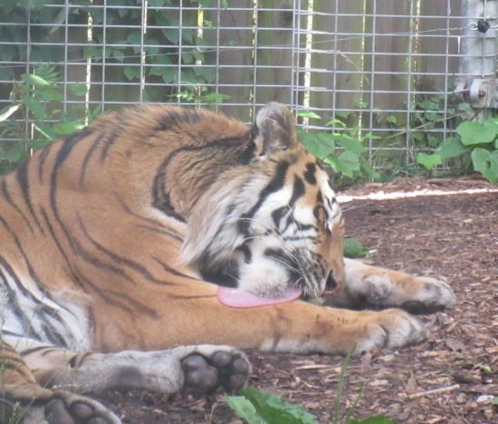 Tiger Licking!