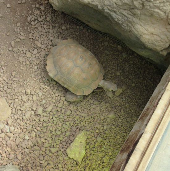 Turtle + Gravel!