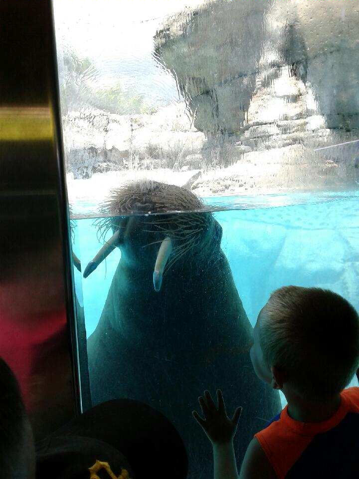 Walrus at Attention!