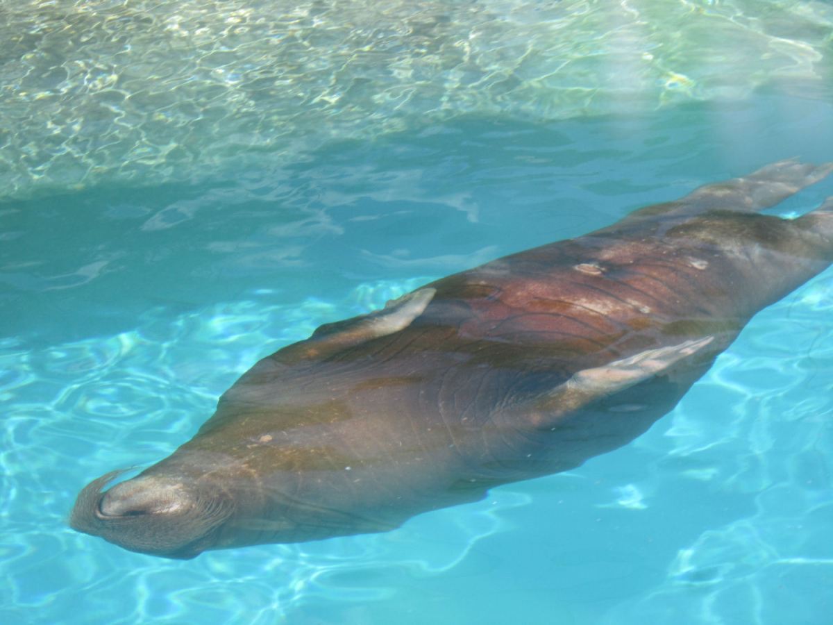 Walrus Sunning!