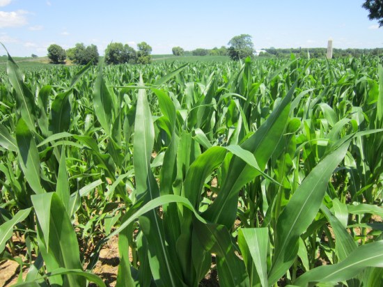 Cornfield!
