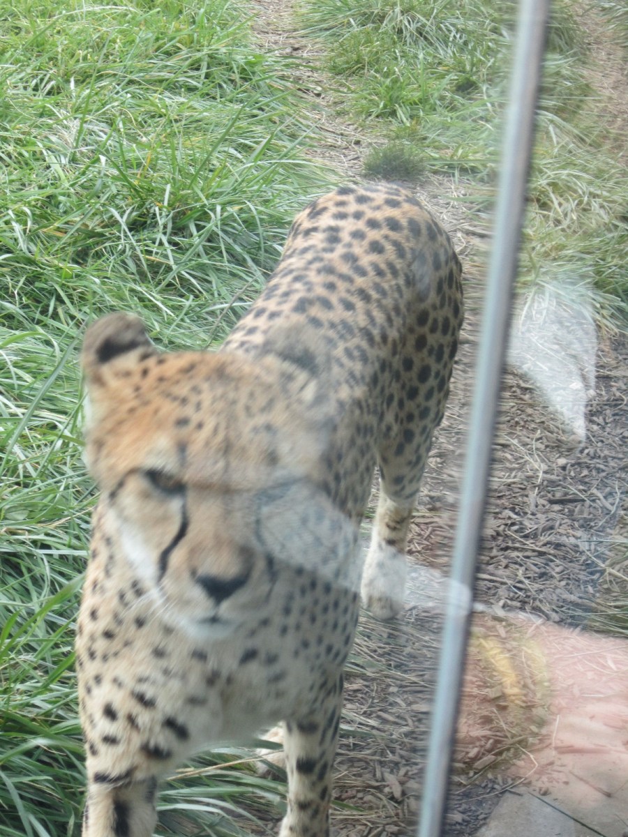 cheetah angry!