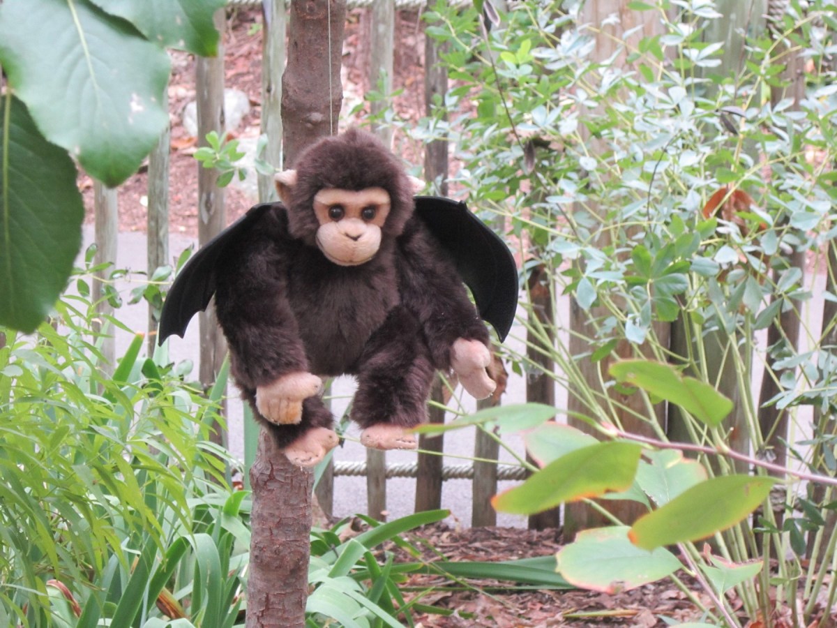 winged monkey!