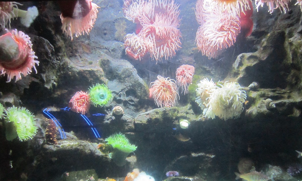 anemones!