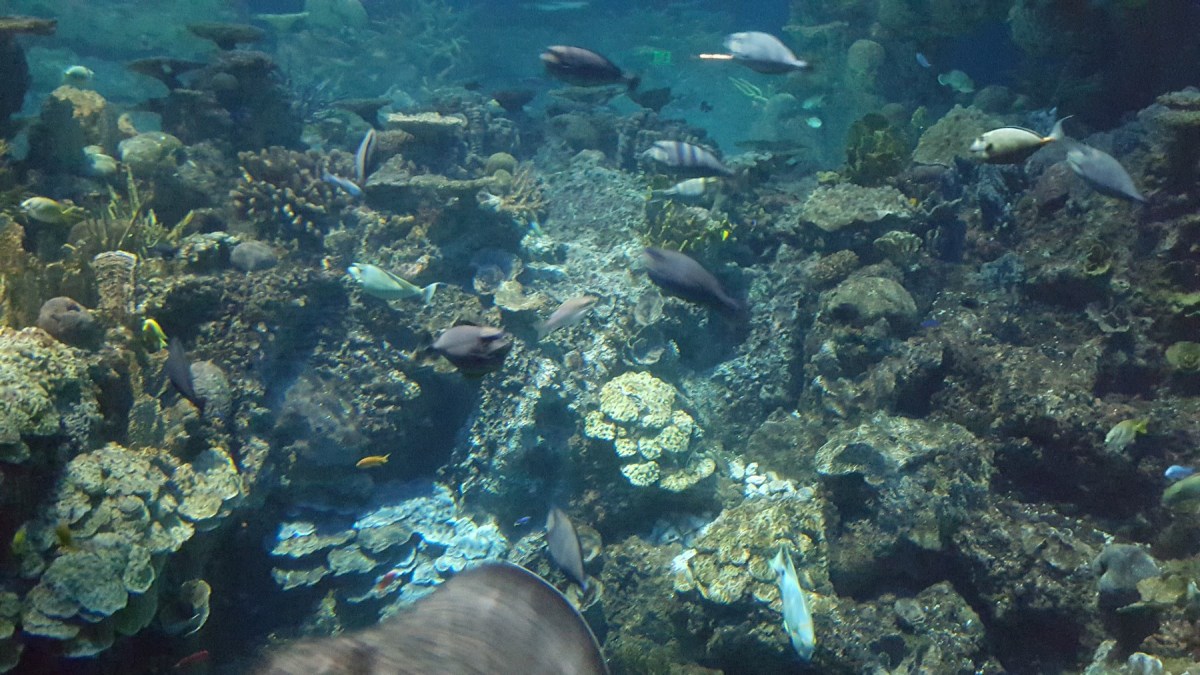 Aquarium 101!