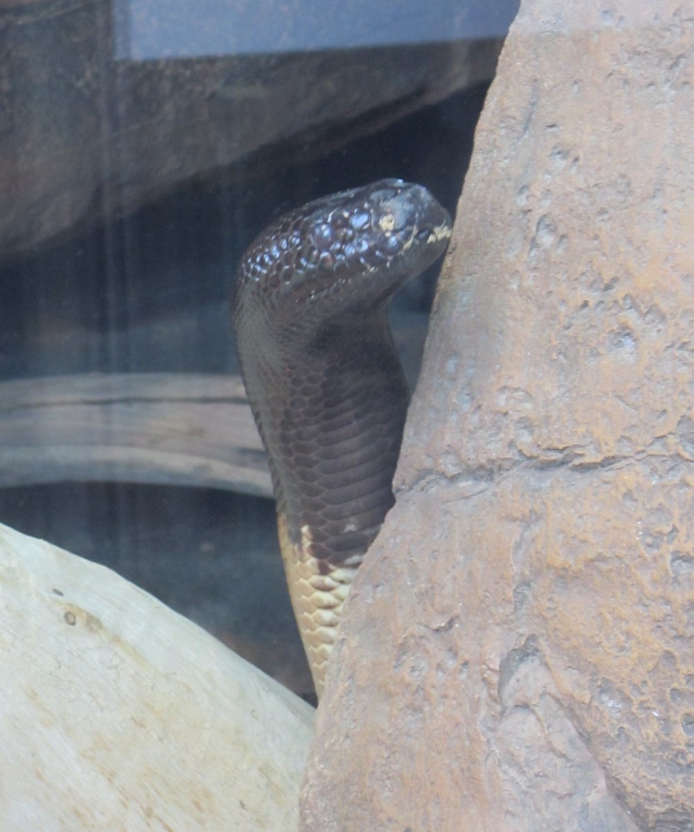 Black-Headed Python!