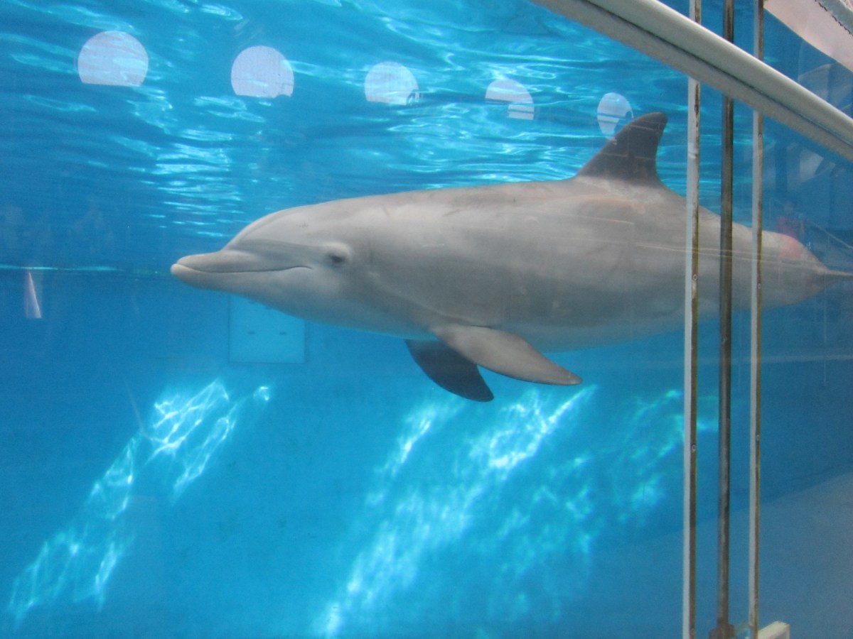 dolphin!