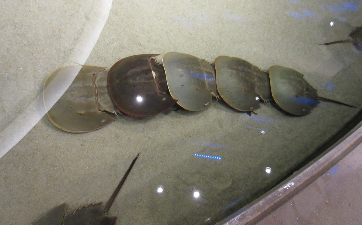 horseshoe crab conga!
