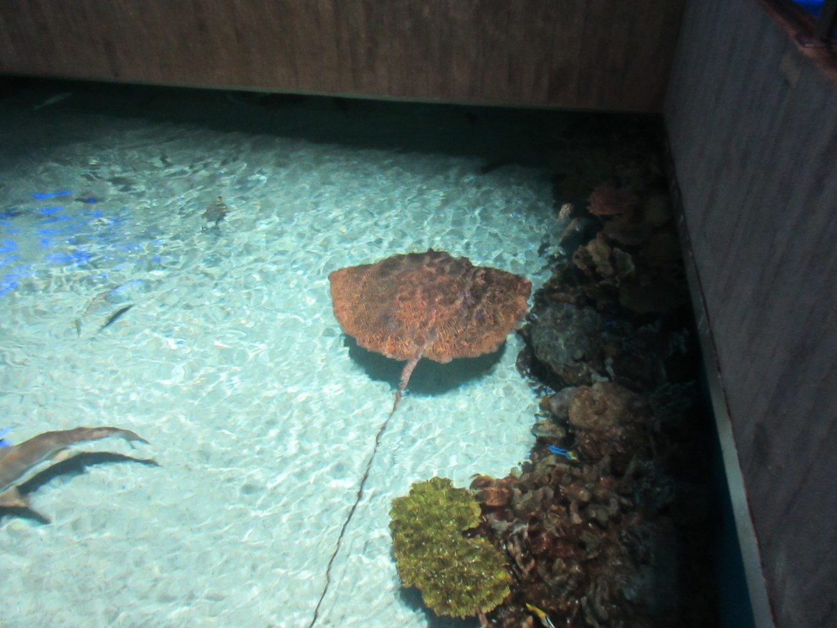 Reticulated Whiptail Ray!