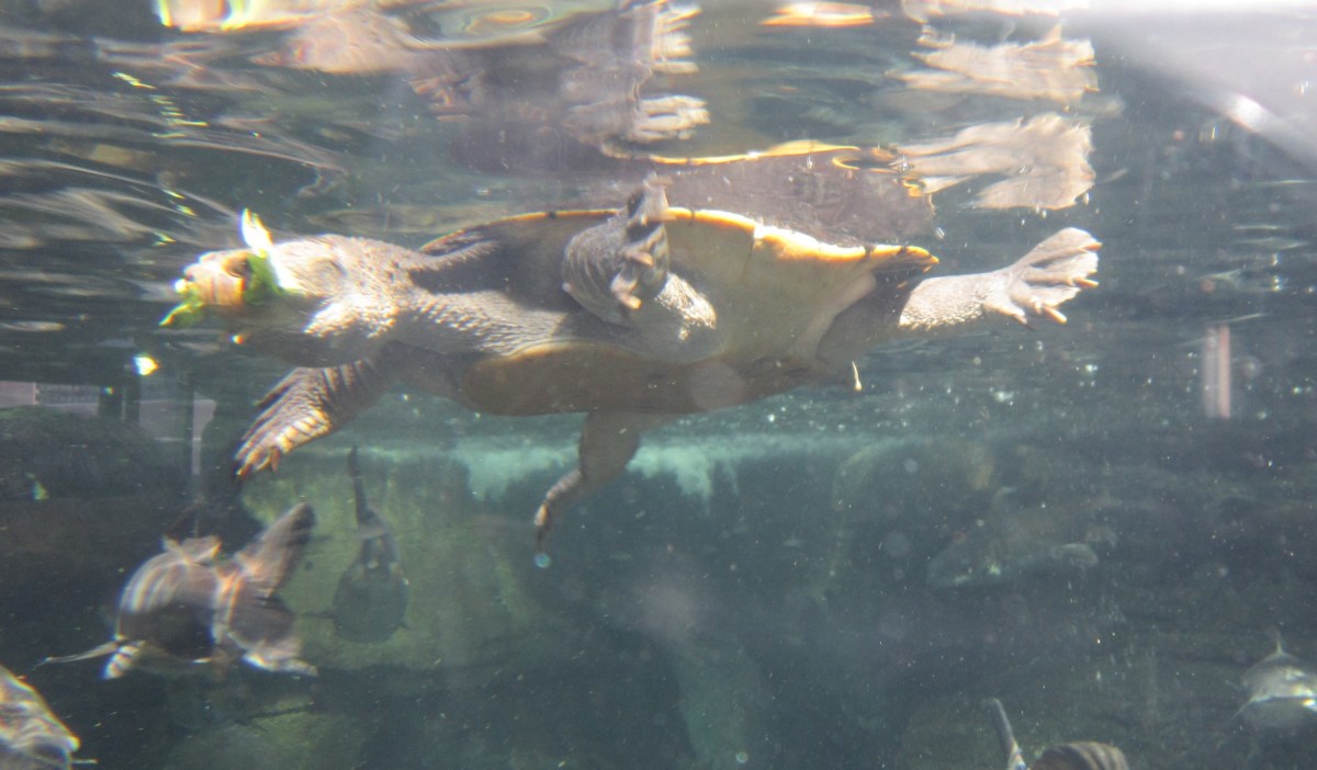 turtle with lettuce!