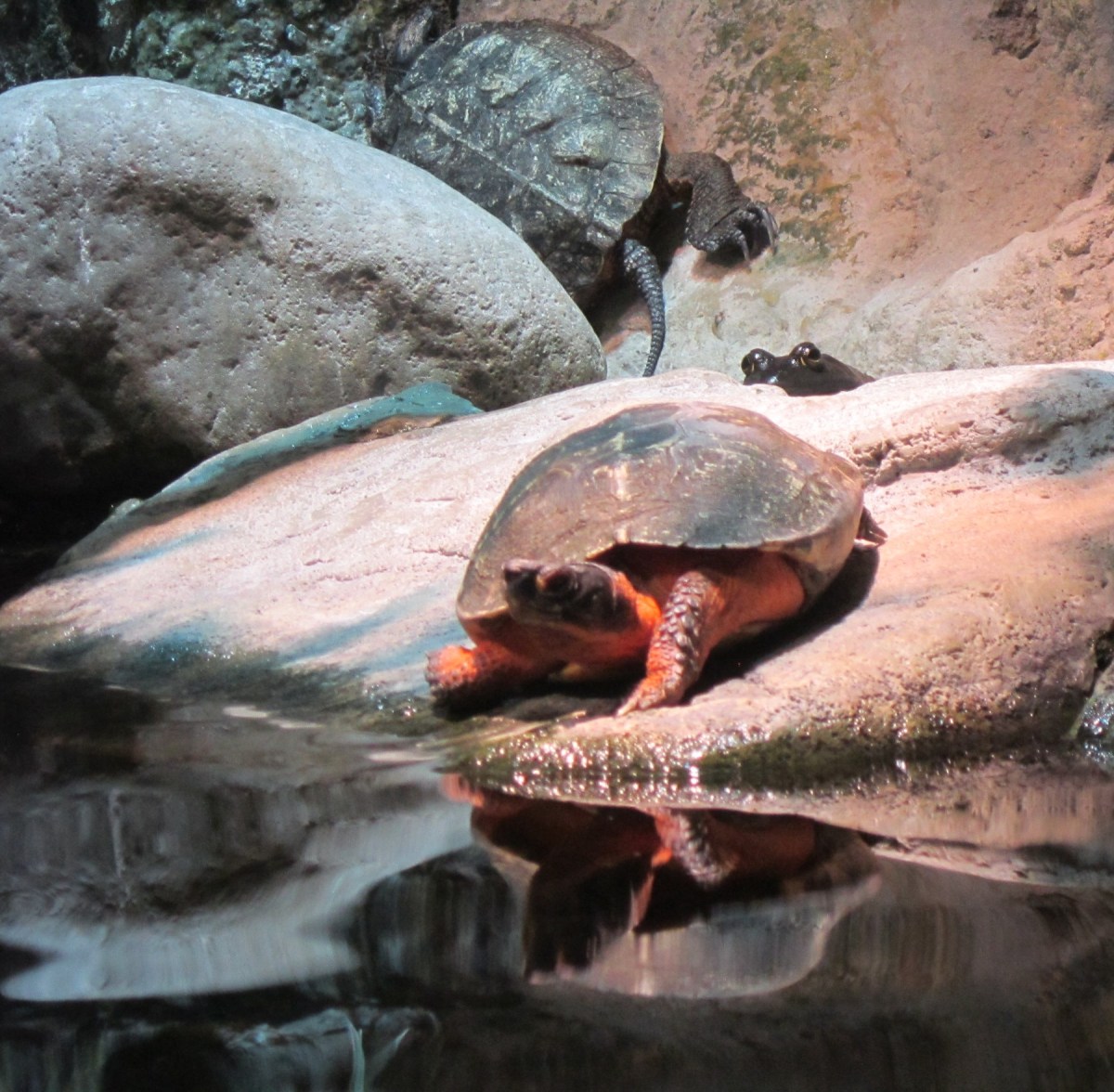 turtles and peeking frog!