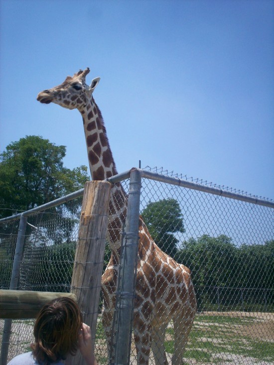giraffe!