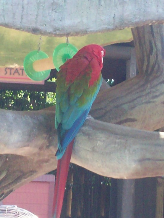 Parrot!