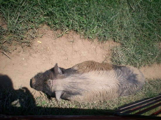 piggy sleeping!