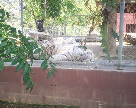 white tiger!