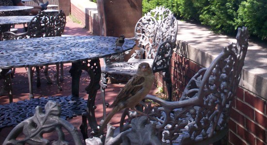 Bird on Table!